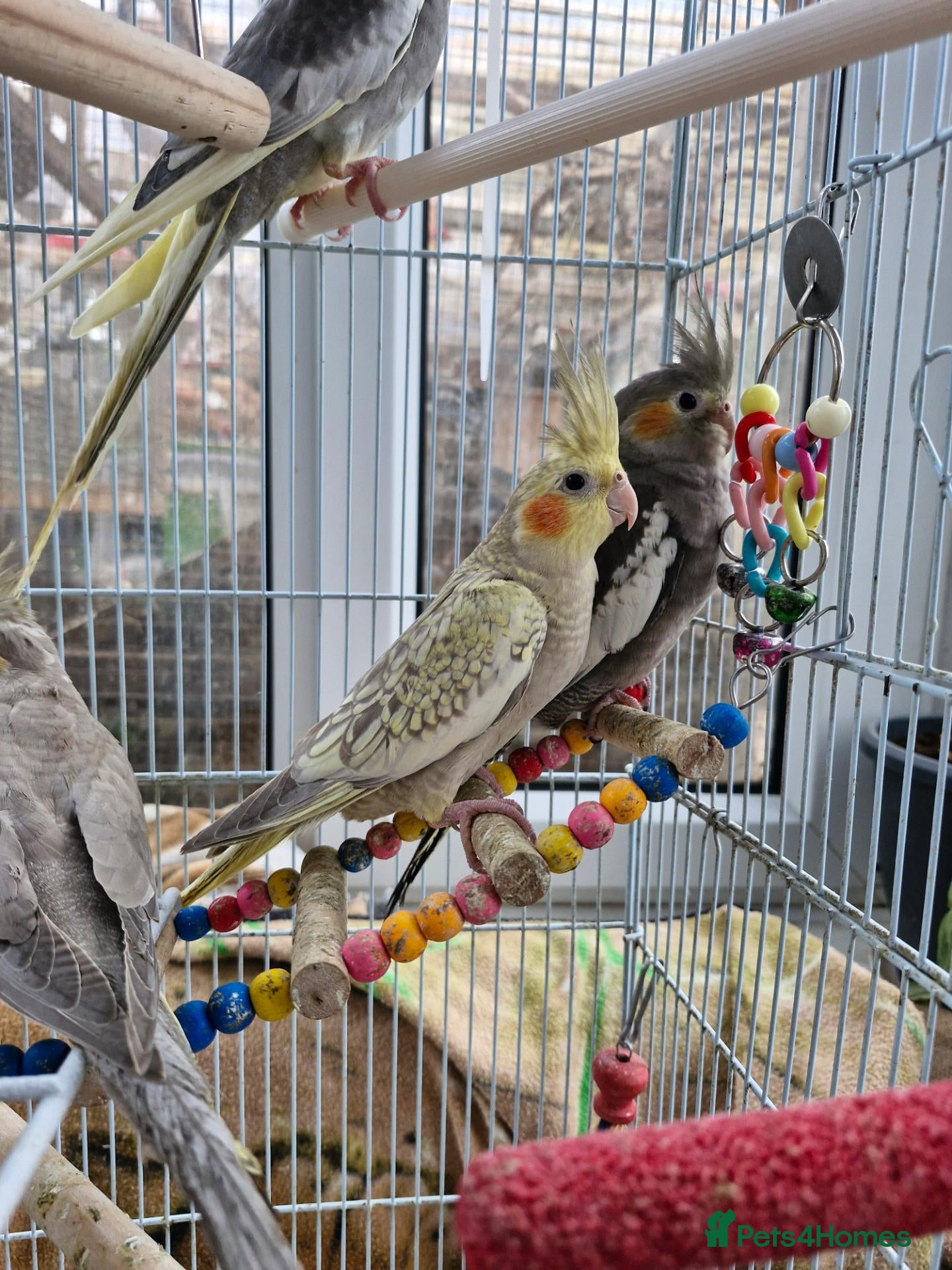 Cockatiels birds Semi tame baby cockatiels  - Advert 1