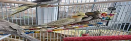 Cockatiels birds for sale: Semi tame baby cockatiels  - Advert 1