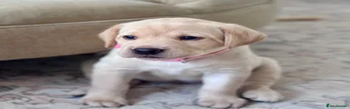 Labrador Retriever 2