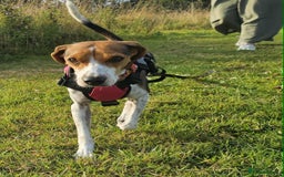 Mixed Breed dogs for adoption: Little Nancy is ready for her forever family! - Image 13