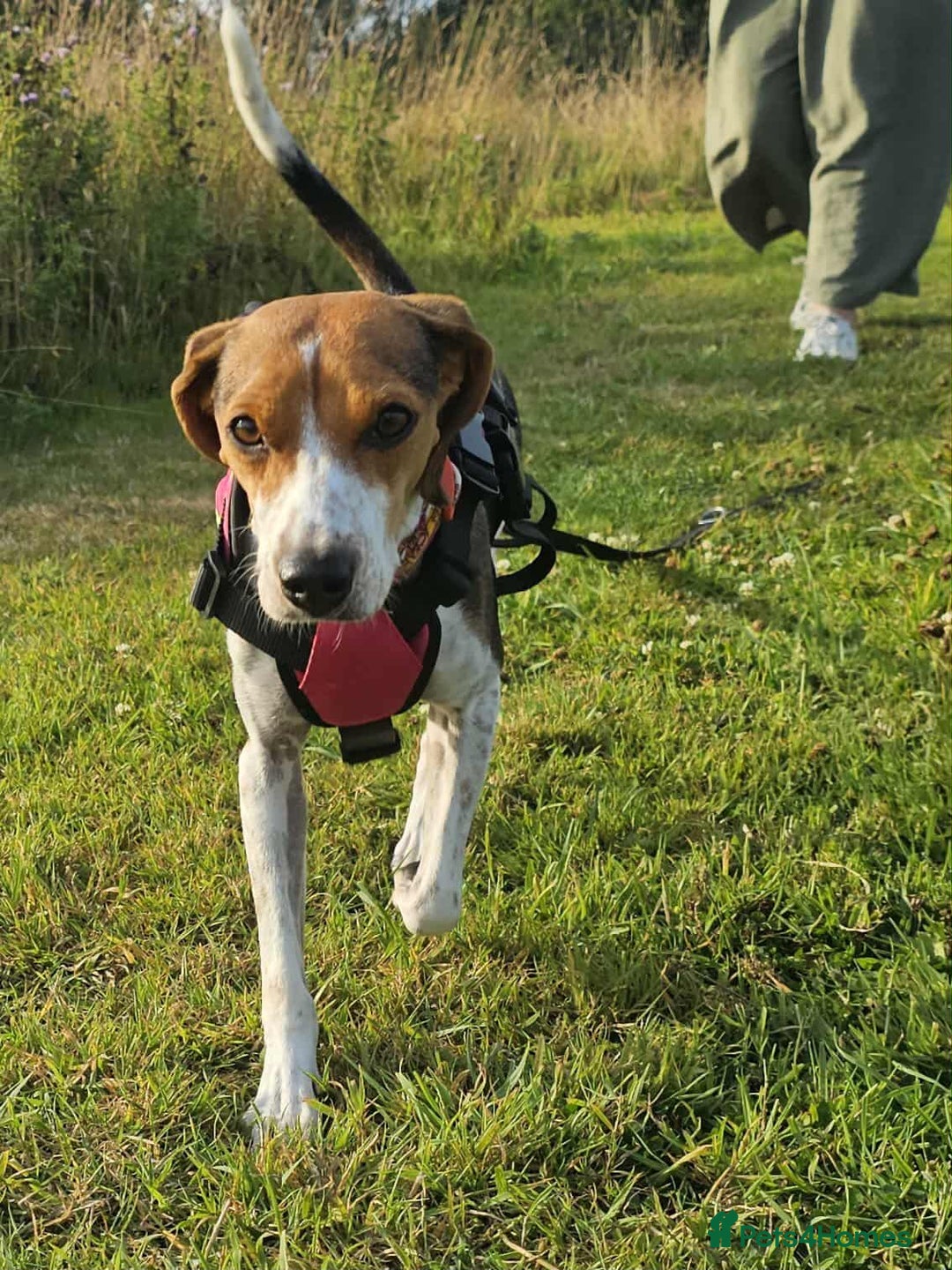Mixed Breed dogs for adoption: Little Nancy is ready for her forever family! - Image 13