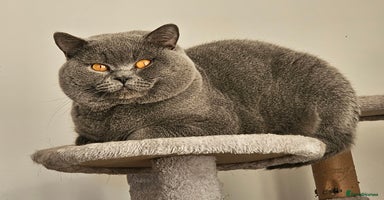 British Shorthair cats in London - Advert 2