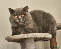 British Shorthair cats British short hair Bud the stud in London - Advert 16