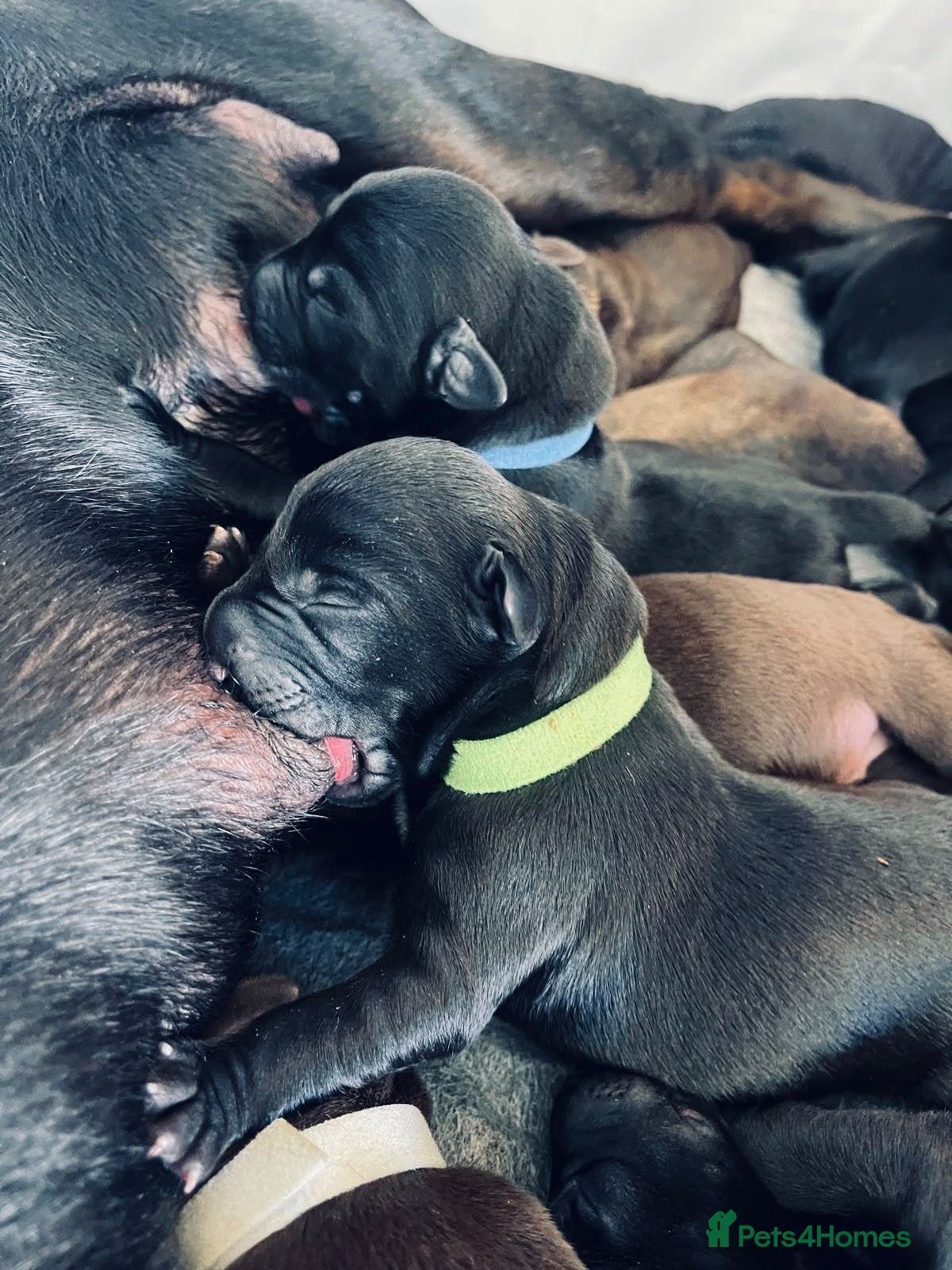Mixed Breed dogs for sale: Canis Panther, Genesis Panther Puppies - Advert 2