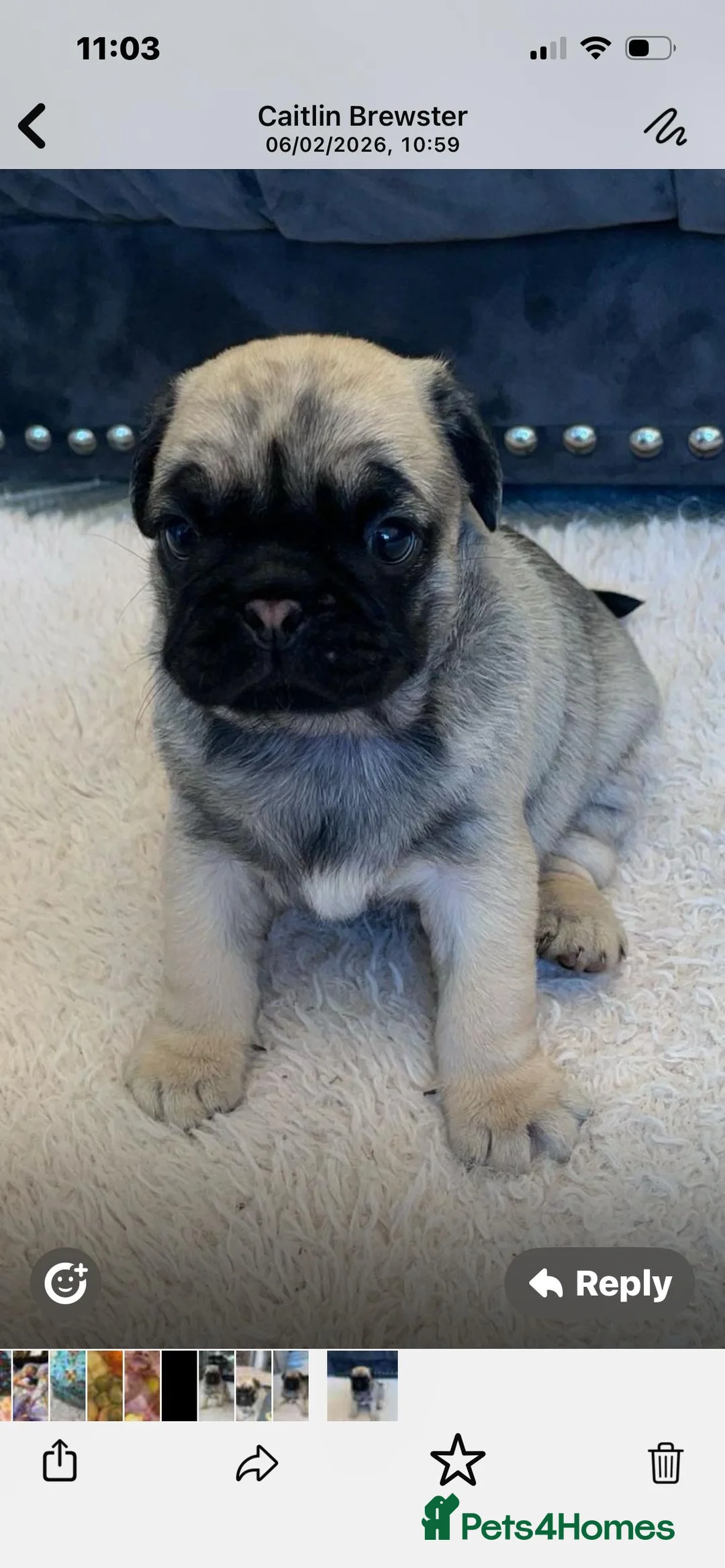 Pug dogs for sale: Gorgeous Platinum Pug puppy - Advert 2