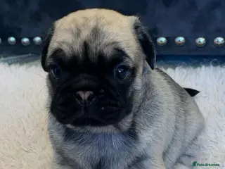 Pug dogs Gorgeous Platinum Pug puppy - Advert 4