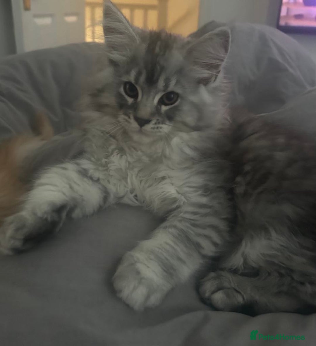 Maine Coon cats for sale: Main Coon kittens for sale - Image 14