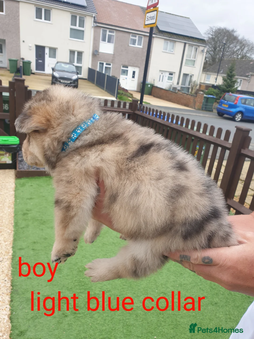 Mixed Breed dogs for sale: Hybrid chowchow/alaskan malamute  - Advert 8