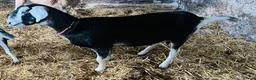Goats livestock for sale: Female British Alpine x for sale - Advert 4