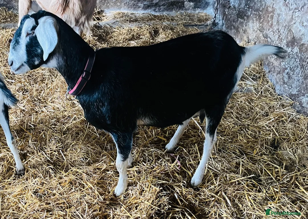 Goats livestock for sale: Female British Alpine x for sale - Advert 4