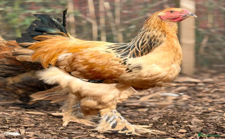 Chickens poultry - Advert 11