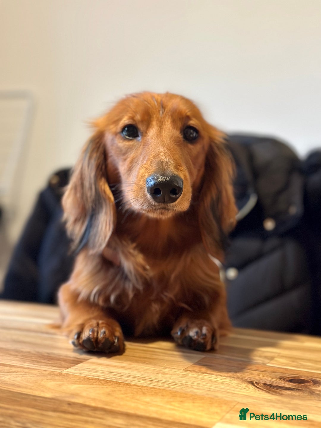 Miniature Dachshund dogs for sale: Gorgeous cheeky Cooper - Advert 1