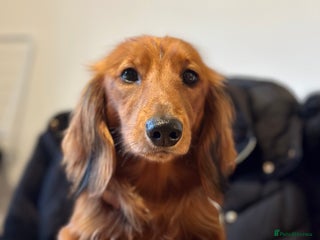 Miniature Dachshund dogs Gorgeous cheeky Cooper - Advert 1