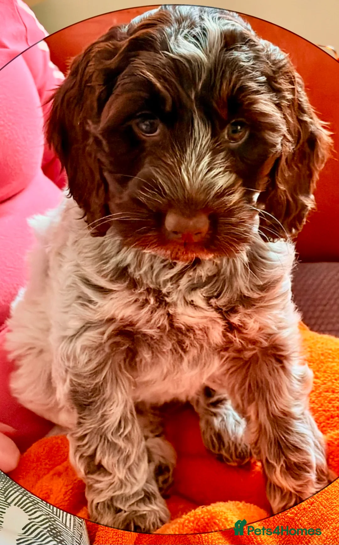 Cockapoo dogs for sale: Pending F1 show type Cockapoo pups  - Advert 1