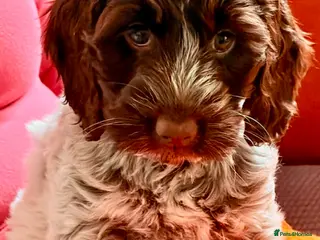 Cockapoo dogs Sold F1 show type Cockapoo pups - Advert 3