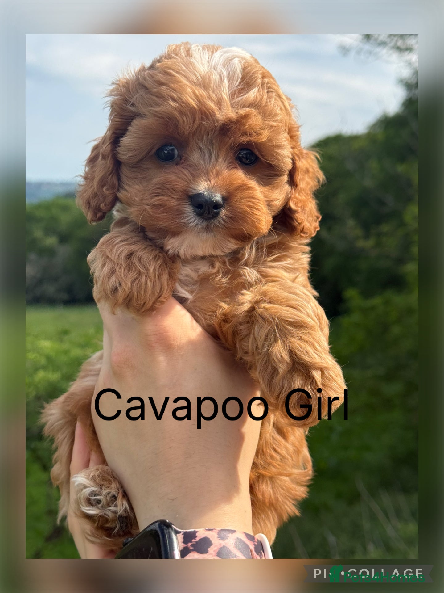 Cavapoo dogs Stunning F1 Red Cavapoo Girl ready now  - Advert 1
