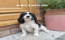 Mixed Breed dogs for sale: 🤎 BABY POOGLES (beagleXminiature poodle)🤎 in Rhayader - Image 19