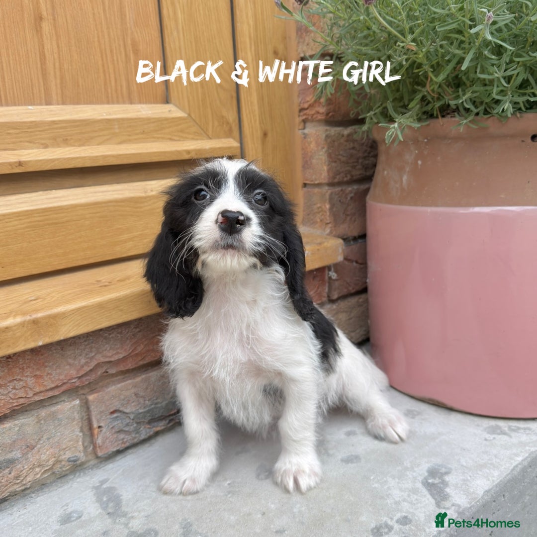 Mixed Breed dogs for sale: 🤎 BABY POOGLES (beagleXminiature poodle)🤎 in Rhayader - Image 19