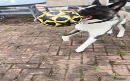 Huskita dogs for sale: 2 year old huskita - Image 15