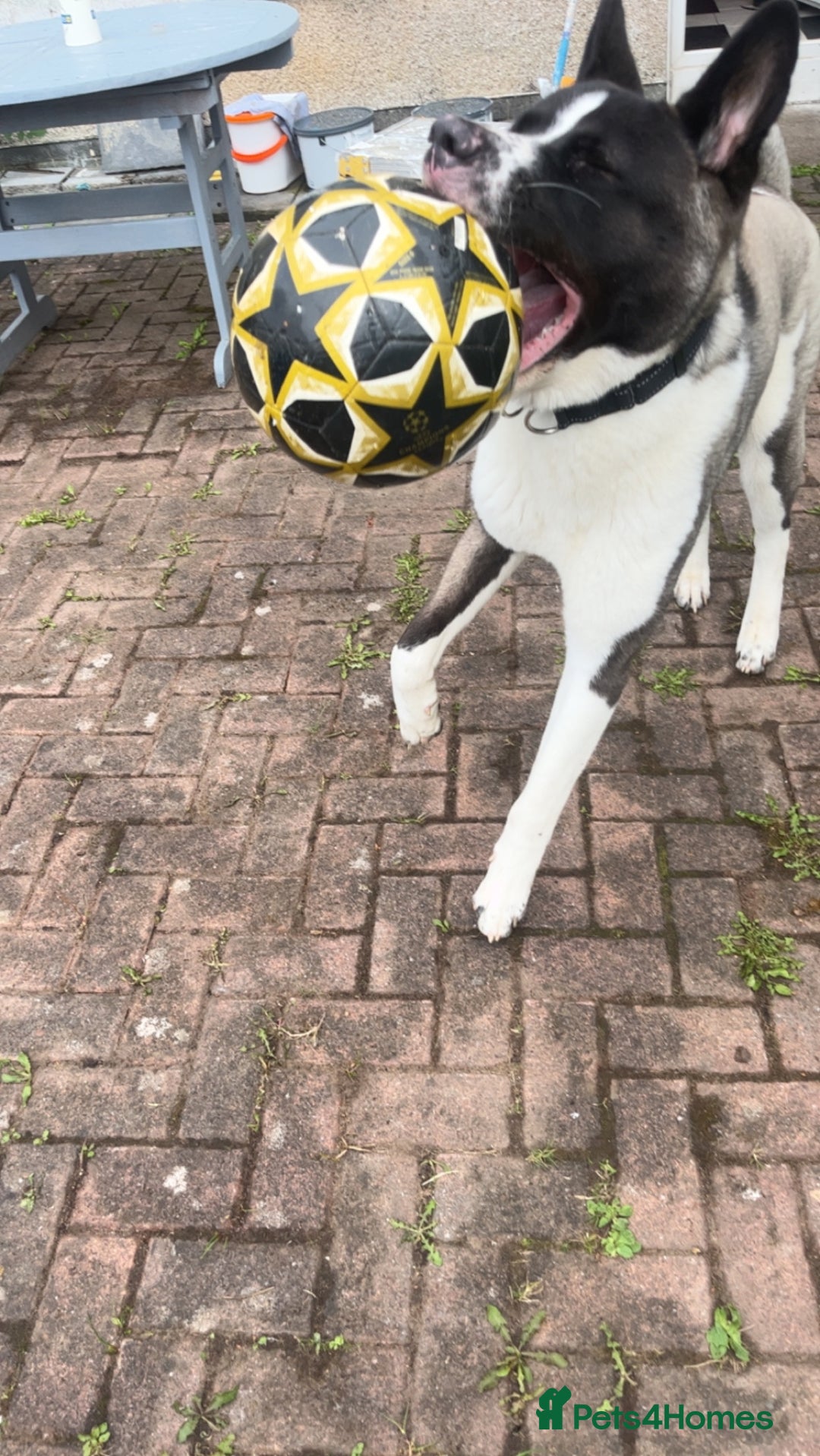 Huskita dogs for sale: 2 year old huskita - Image 15