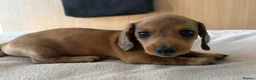 Miniature Dachshund dogs for sale: Beautiful Miniature Dachshund Boys, fab colourings in Bridgnorth - Advert 12