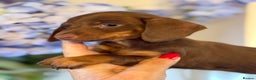 Miniature Dachshund dogs for sale: BEAUTIFUL MINIATURE DACSHOUND GIRL READY TO GO NOW - Advert 3