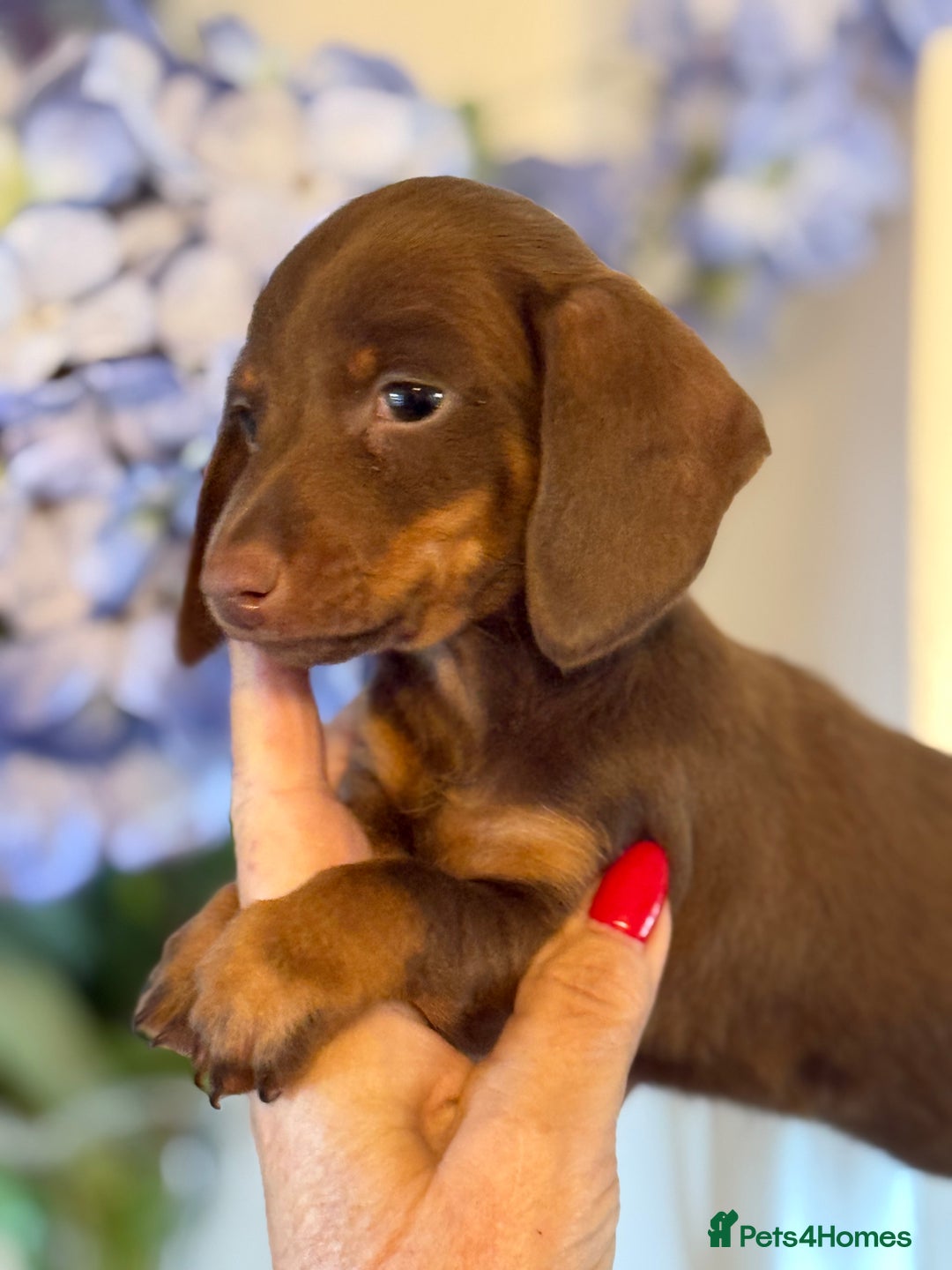 Miniature Dachshund dogs for sale: BEAUTIFUL MINIATURE DACSHOUND GIRL READY TO GO NOW - Advert 3