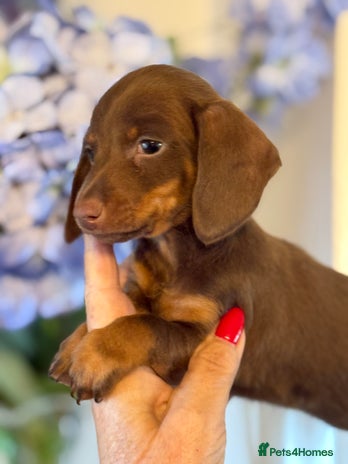 Miniature Dachshund dogs BEAUTIFUL MINIATURE DACHSHUND CHOCOLATE FEMALE K.C - Advert 9