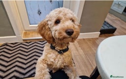 Cockapoo dogs for sale: F3 cockapoo girl  - Image 4