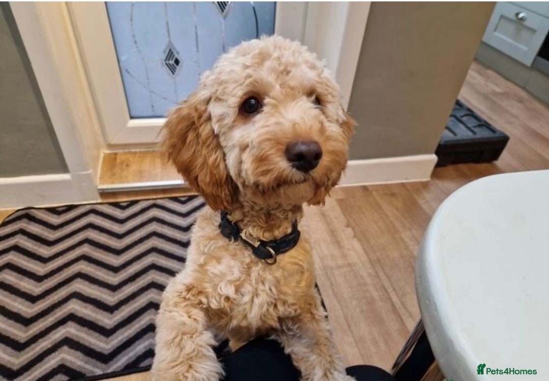 Cockapoo dogs for sale: F3 cockapoo girl  - Image 4