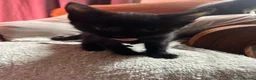 Mixed Breed cats for sale: Beautiful grey mixed kitten in Morecambe - Advert 8