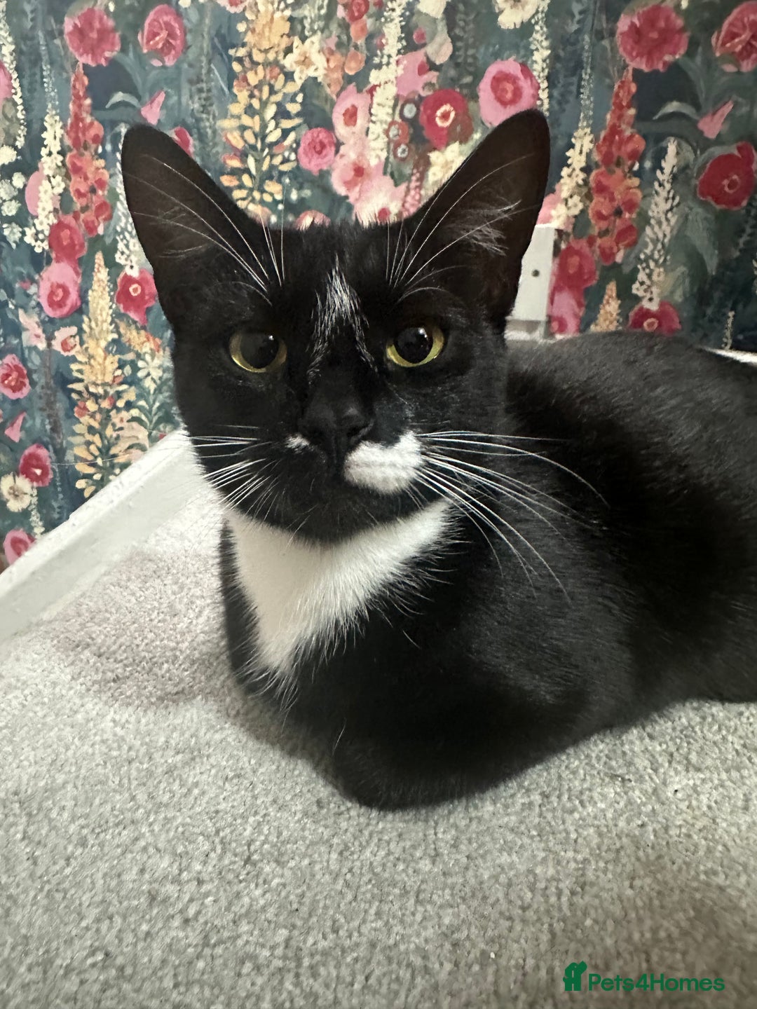 Mixed Breed cats for sale: Pregnant Adult Cat - Image 1