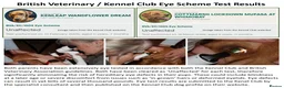Labrador Retriever dogs for sale: Red Fox Labs : Health Checked-KC Reg-FTCH Pedigree - Advert 25