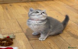 British Shorthair cats for sale: 3 GCCF British Shorthair Kittens– Champion Lines - Advert 11
