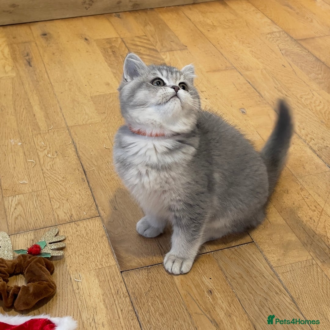 British Shorthair cats for sale: 3 GCCF British Shorthair Kittens– Champion Lines - Advert 11