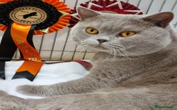 British Shorthair cats for sale: British Shorthair big boy  - Image 2