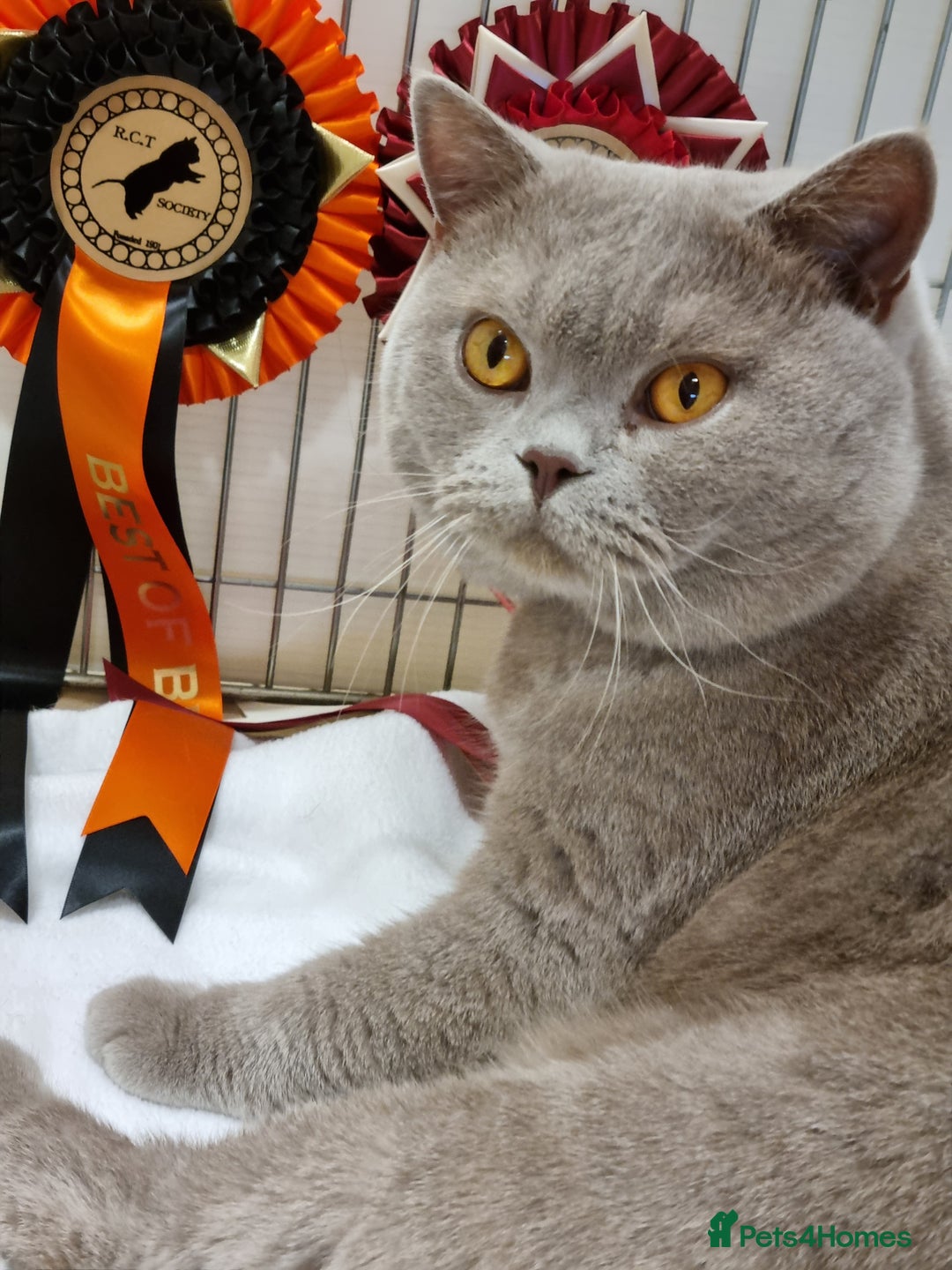British Shorthair cats for sale: British Shorthair big boy  - Image 2