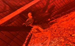 Chickens poultry for sale: 2 Aseel chicks and 2 Easteregger cockerel for sale - Advert 3