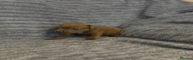 Staffordshire Bull Terrier 3