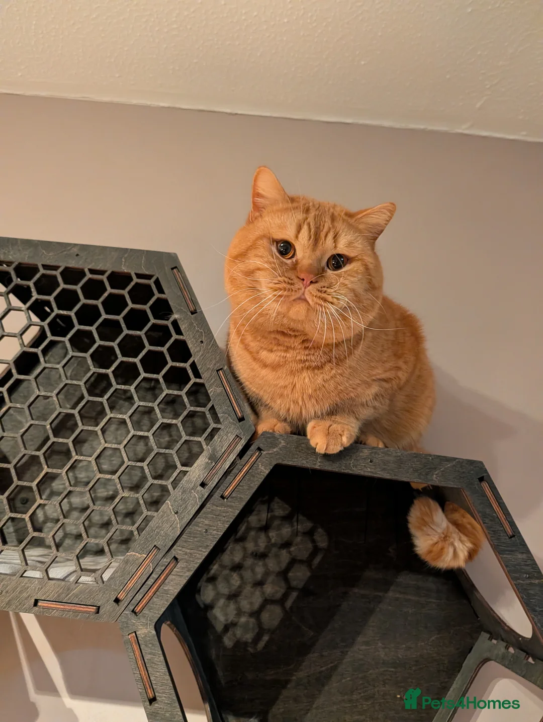 British Shorthair cats for stud: 🐯 European Import Champion Red BSH Boy ,BG-B😺 - Advert 11