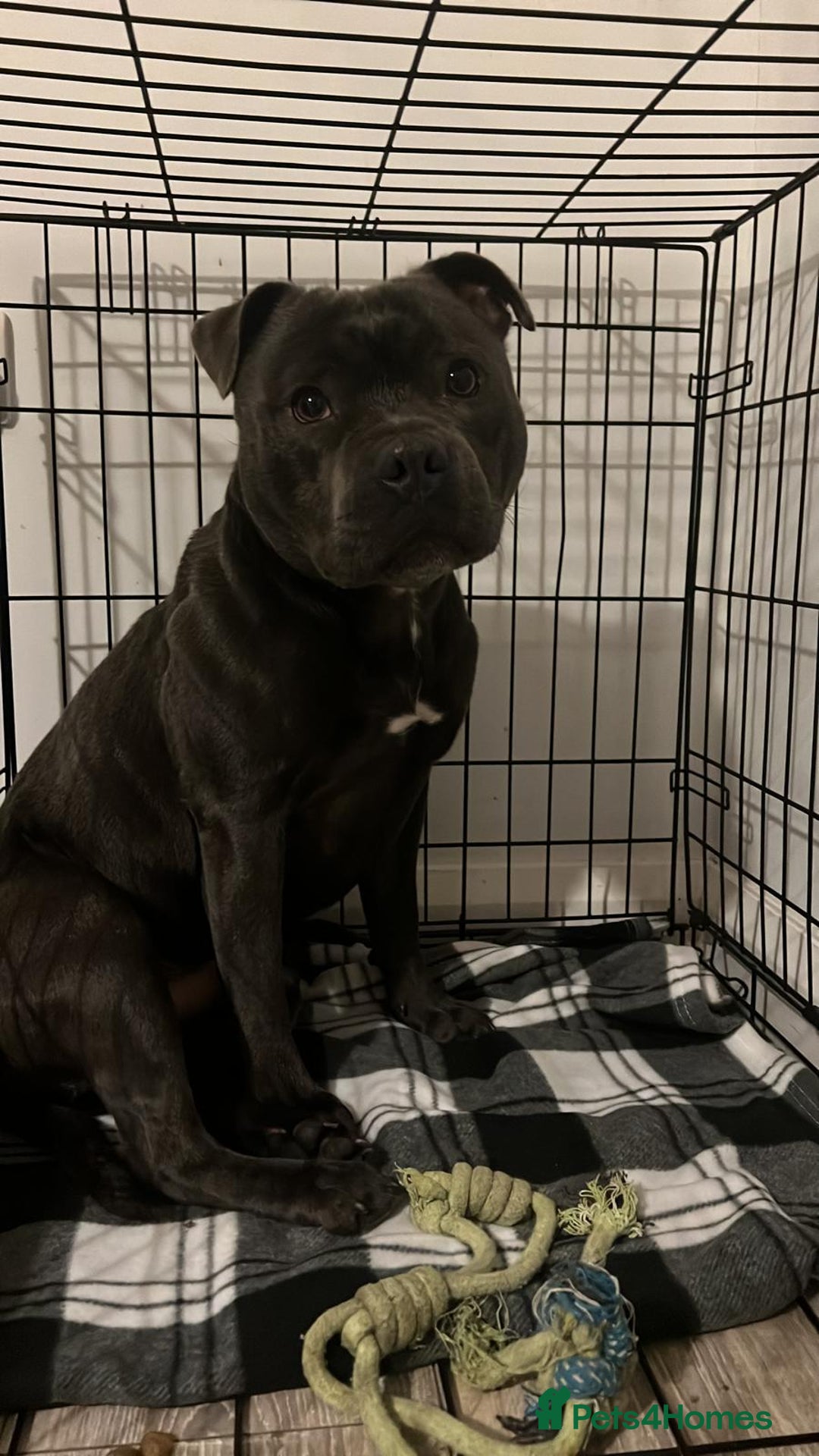 Staffordshire Bull Terrier dogs for stud: Blue Staffy 3 Years Old - Advert 3
