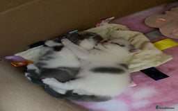 British Shorthair cats for sale: Beautiful kittens direct IGrCh, GrCh & Ch lines - Image 3
