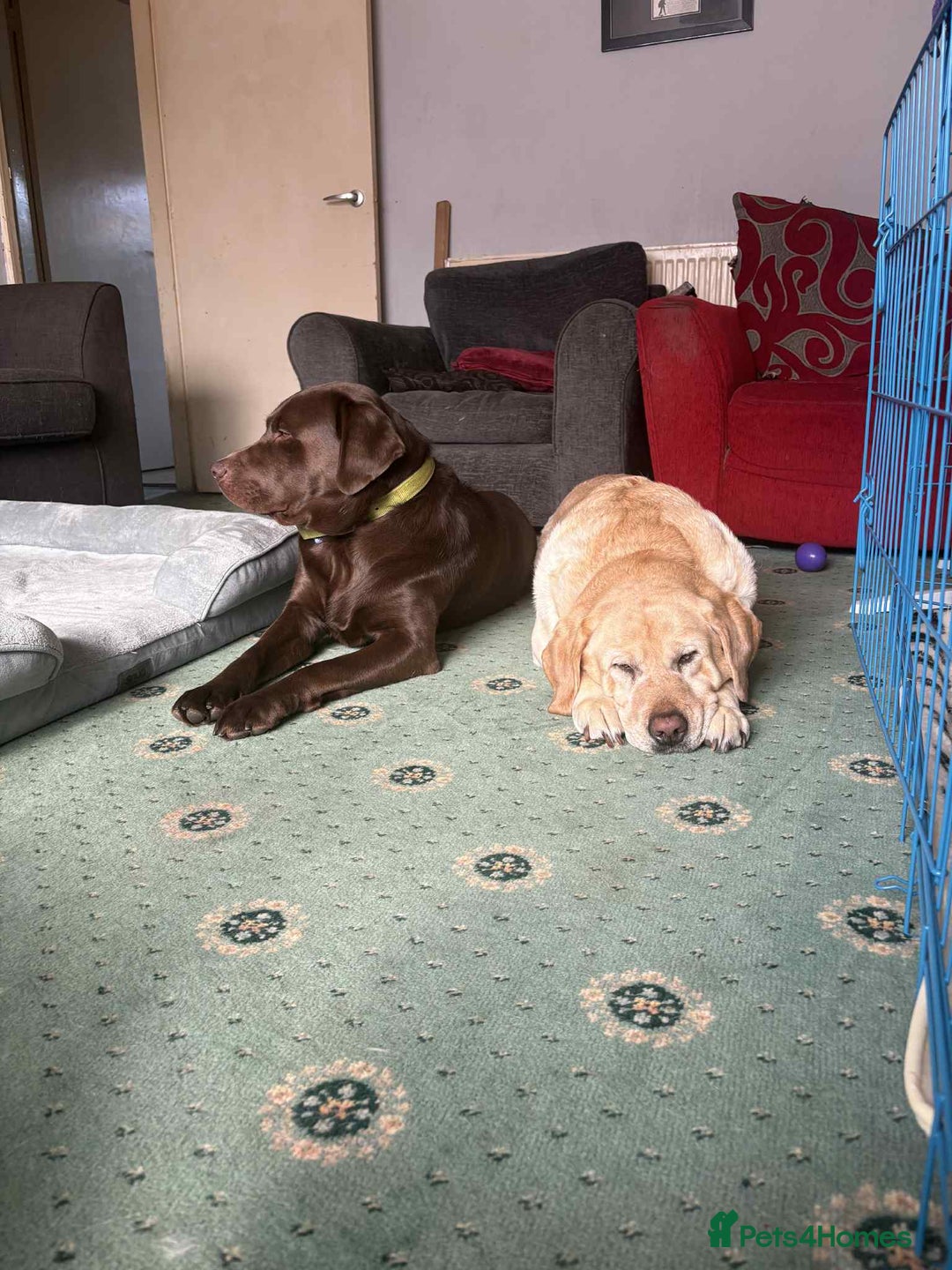 Labrador Retriever dogs for sale: Labador puppies - Advert 1