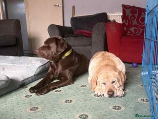 Labrador Retriever dogs Labador puppies - Advert 18