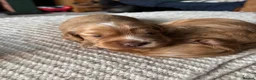 Cocker Spaniel dogs for sale: Stunning KC REG show cocker spaniel puppy’s  - Advert 7