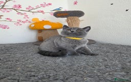 British Shorthair cats for sale: Gccf British Shorthair kittens  - Image 1