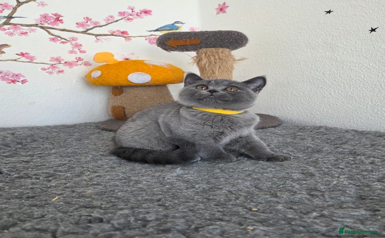 British Shorthair cats - Advert 10