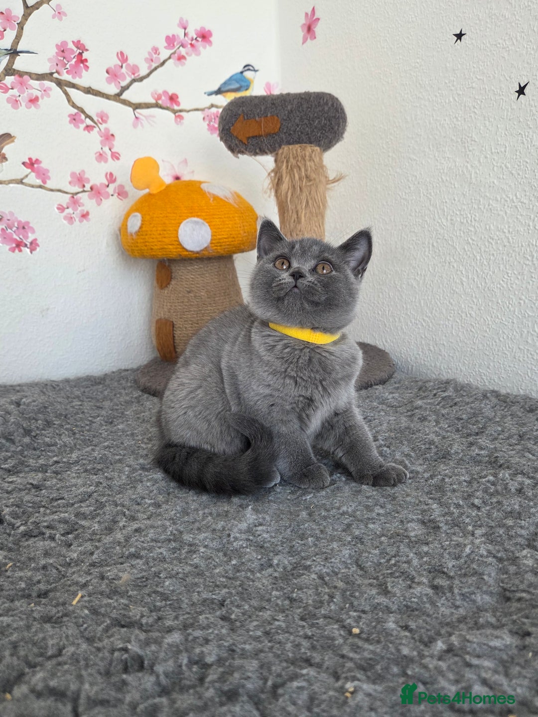 British Shorthair cats for sale: Gccf British Shorthair kittens  - Image 1