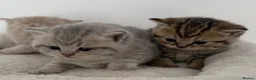 British Shorthair cats for sale: british shorthair kittens  - Advert 19