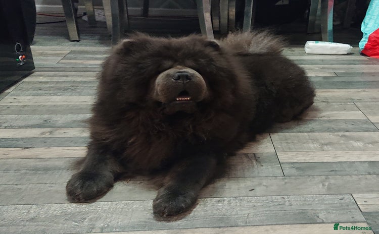 Chow Chow dogs - Advert 2